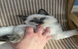 Ragdoll cats for sale: Ragdoll Kittens Championship DNA tested GCCF reg - Image 7