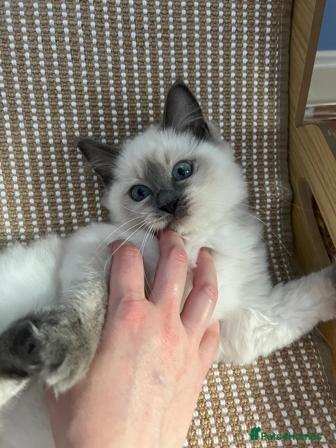 Ragdoll cats for sale: Ragdoll Kittens Championship DNA tested GCCF reg - Advert 7