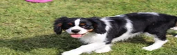 Cavalier King Charles Spaniel dogs for sale: Beautiful Cavalier King Charles Spaniel male  - Advert 17
