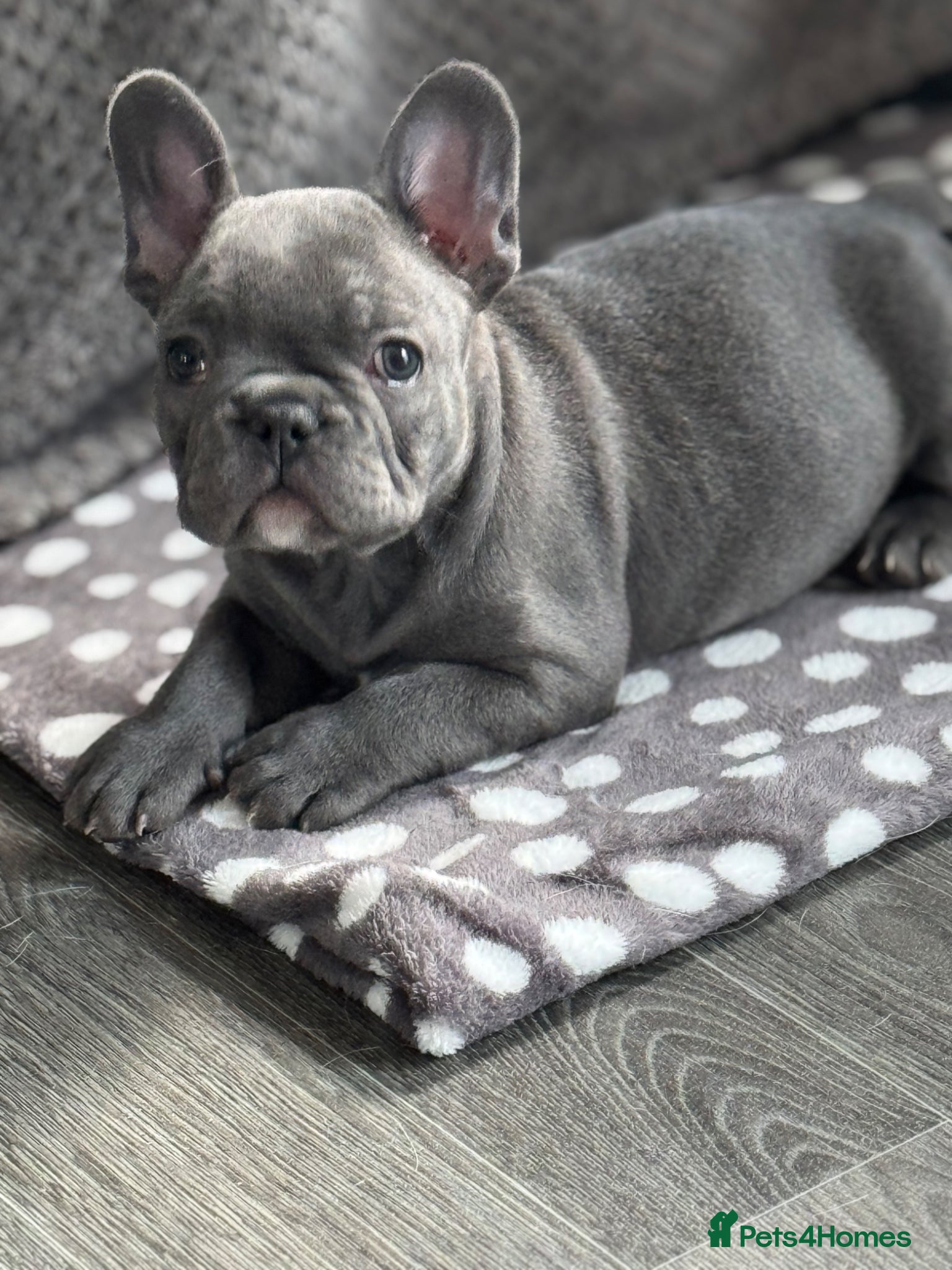 French Bulldog dogs French Bulldog for Stud KC registered 💙 - Advert 6