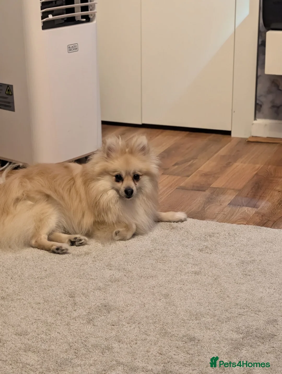 Pomeranian dogs for sale: Teddy & Nyla – Must Stay Together in Folkestone - Advert 2