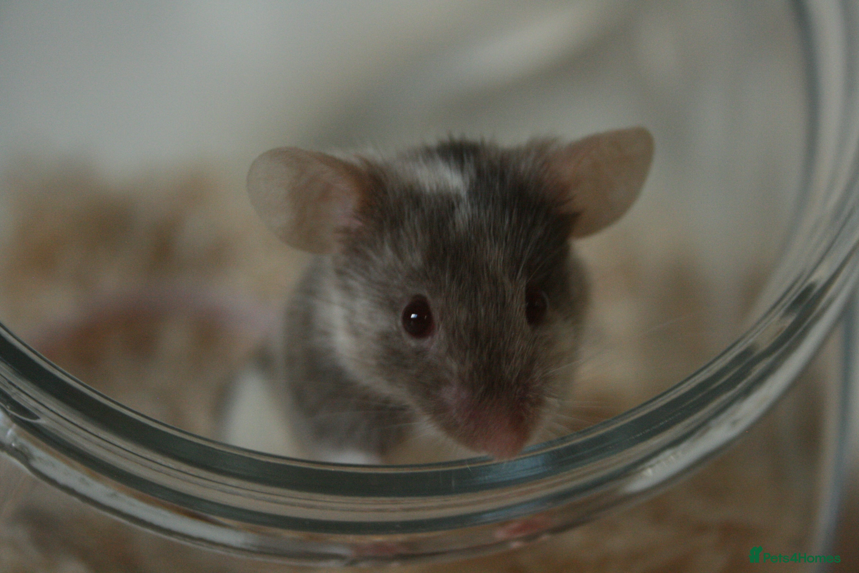 Mouse rodents 🐭 Neutered male mouse available for adoption🐭 - Advert 1