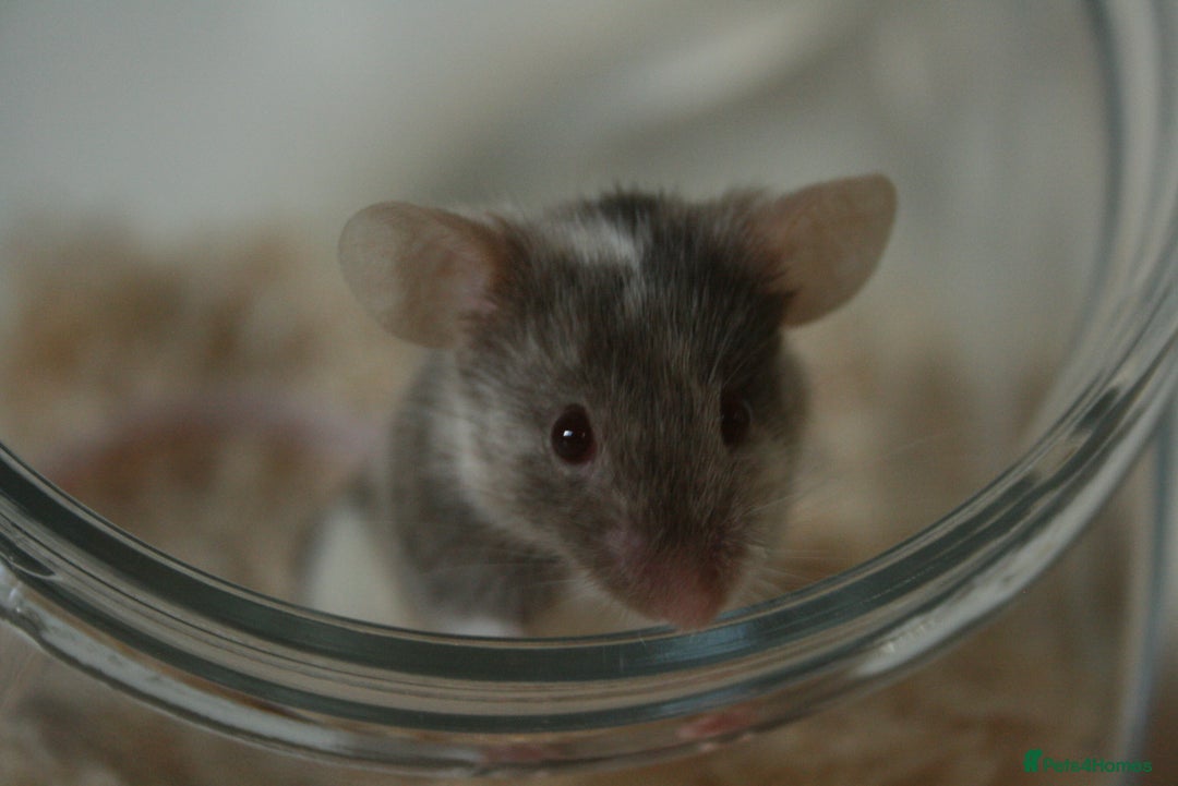 Mouse rodents for sale: 🐭 Neutered male mouse available for adoption🐭 - Advert 1