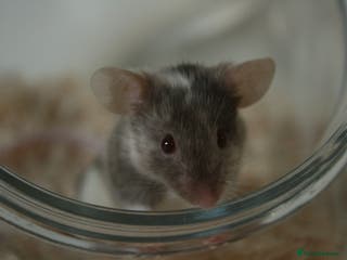 Mouse rodents 🐭 Neutered male mouse available for adoption🐭 - Advert 1