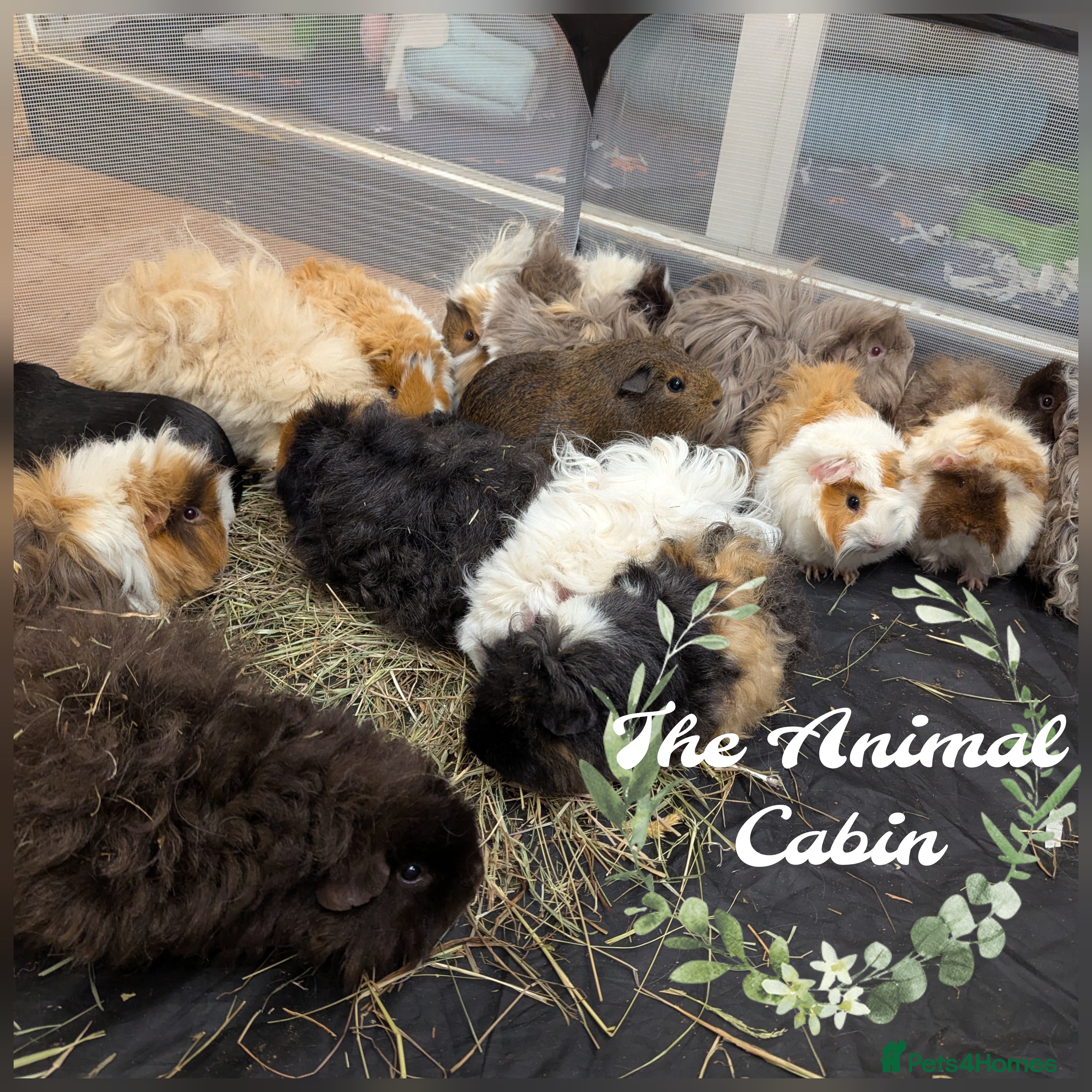 Guinea Pig rodents Guinea pigs babies & adults. Lunkarya & lunk X - Advert 3