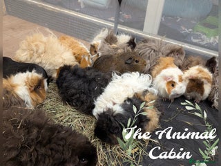 Guinea Pig rodents Guinea pigs babies & adults. Lunkarya & lunk X - Advert 2