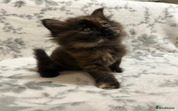 Maine Coon cats for sale: Maine coon babies - Advert 9