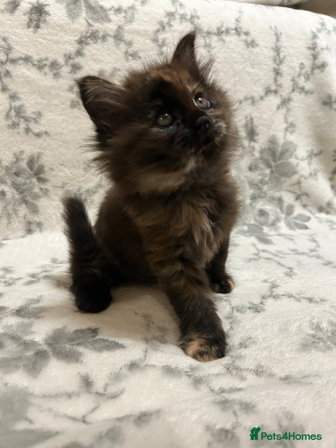 Maine Coon cats for sale: Maine coon babies - Advert 9