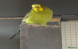 Budgerigars birds for sale: Budgies for sale - Image 13