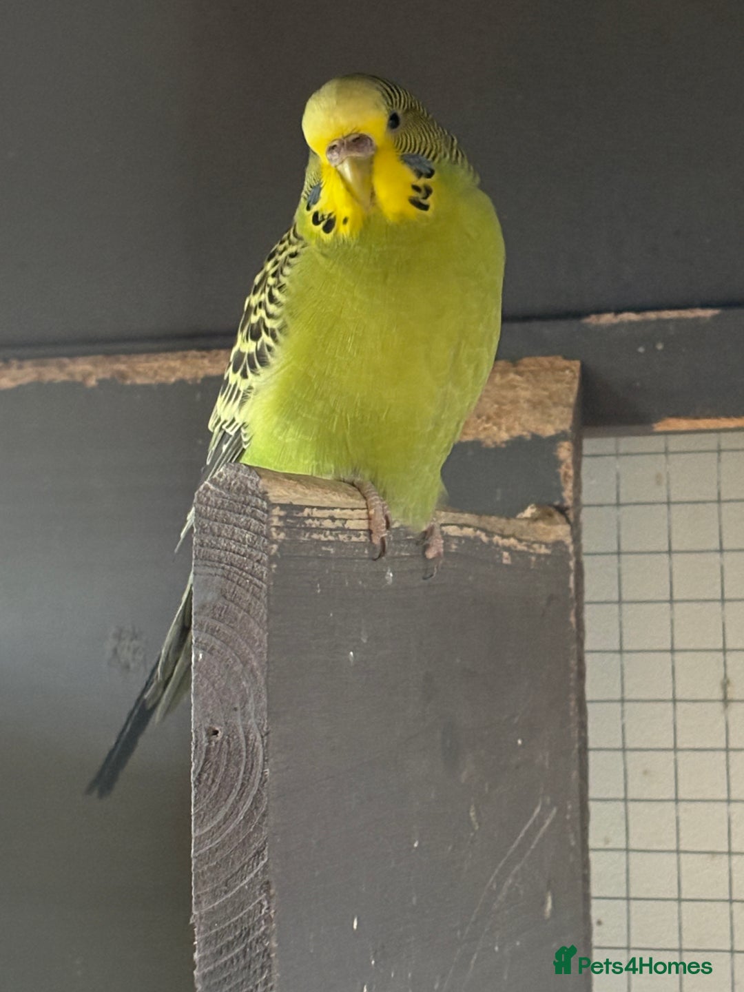 Budgerigars birds for sale: Budgies for sale - Image 13