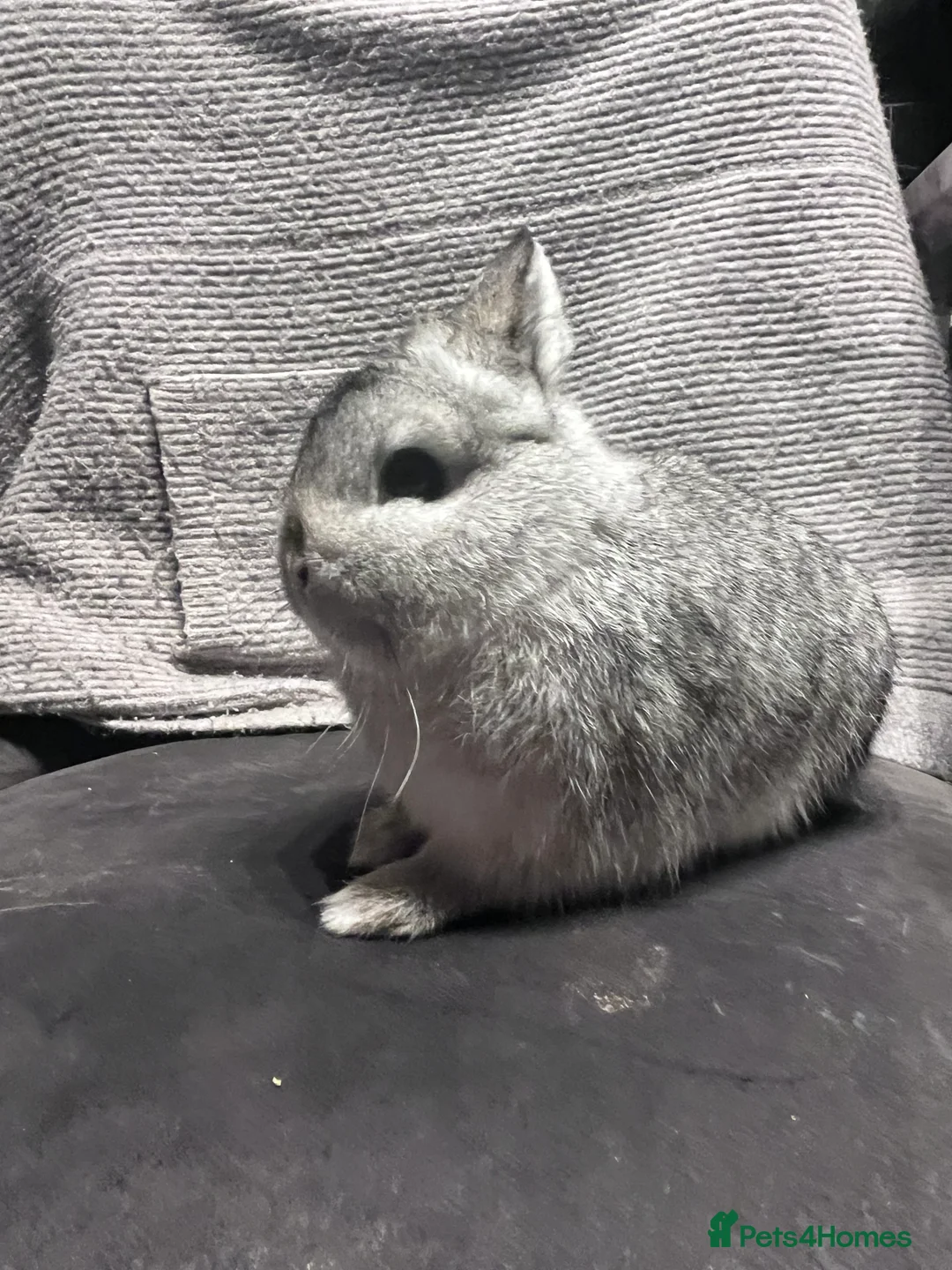 Netherland Dwarf rabbits for sale: Chinchilla Newlands dawlf baby - Advert 2