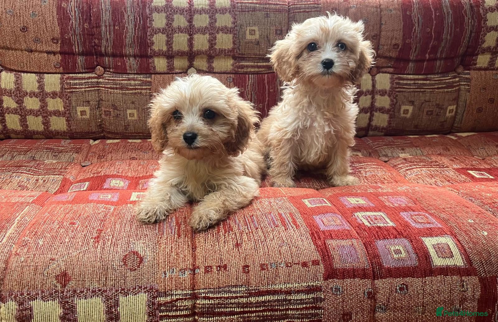 Cavalier King Charles Spaniel dogs for sale: Last 2 Adorable Cavalier x Miniature Poodle Pups - Advert 8