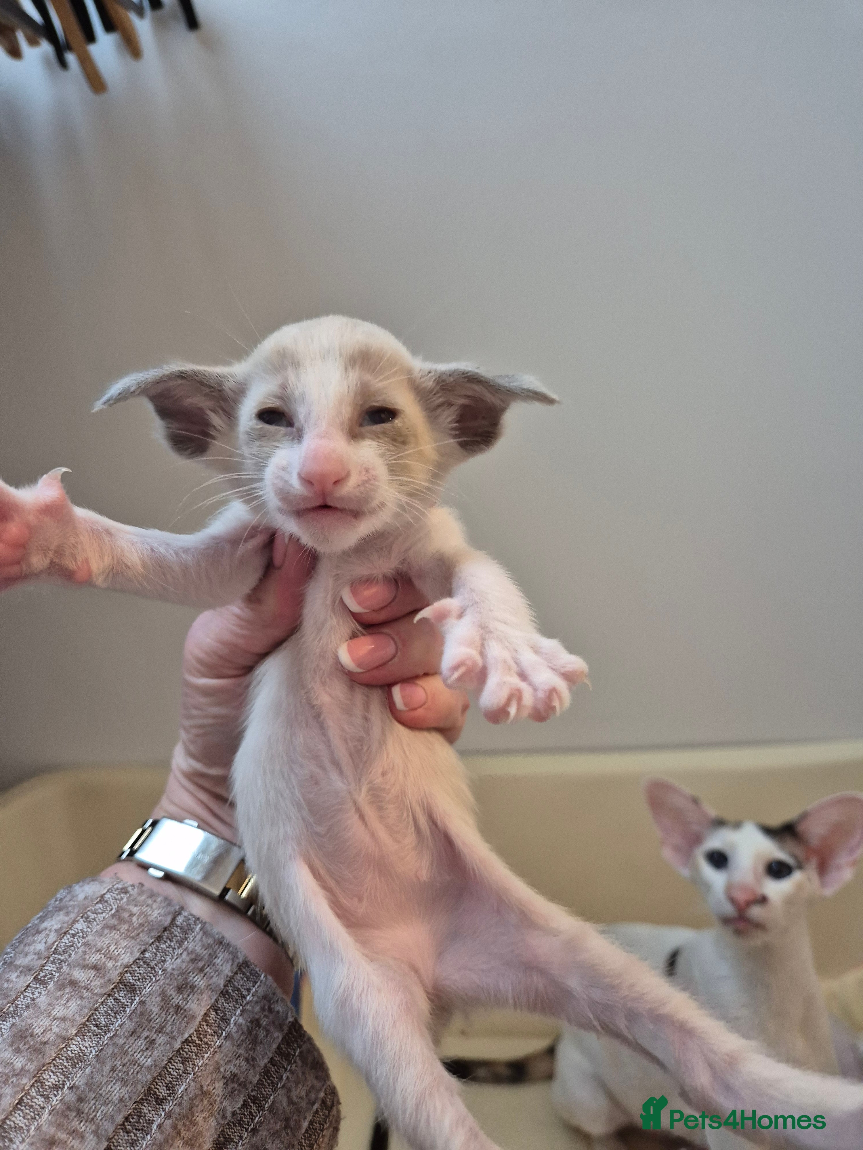 Oriental cats Oriental Bi Colours - Advert 2