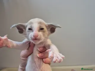 Oriental cats Oriental Bi Colours - Advert 2