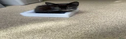 British Shorthair cats for sale: 3 Kittens For Sale Ready Now  - Advert 2