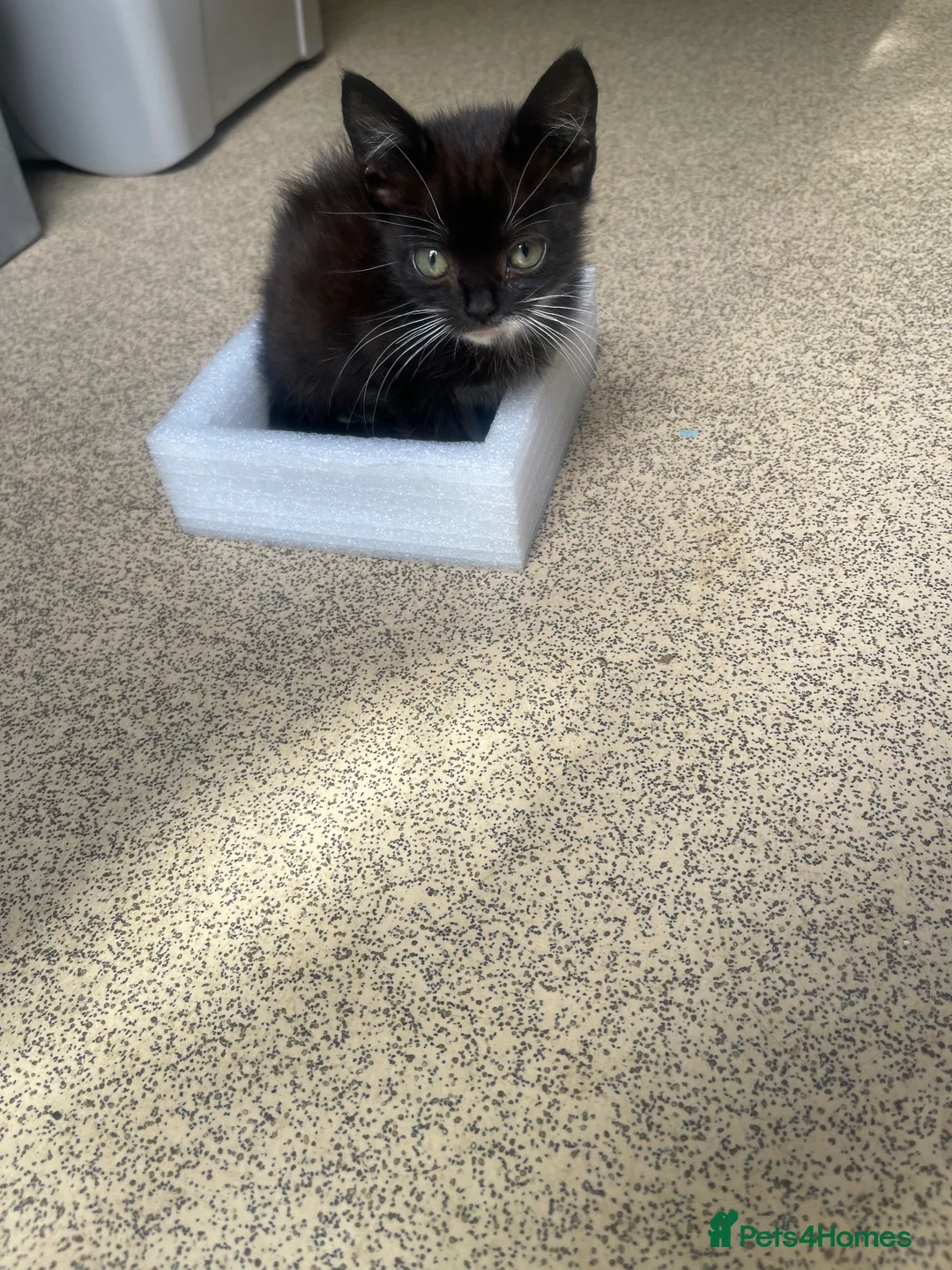 British Shorthair cats for sale: 3 Kittens For Sale Ready Now  - Advert 2