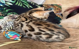 Bengal cats for sale: ❤️ PURE BENGAL KITTENS ❤️ - Image 6