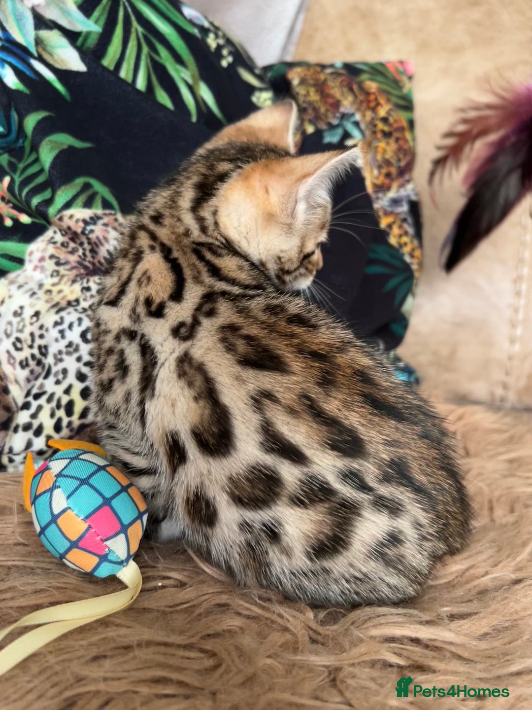 Bengal cats for sale: ❤️ PURE BENGAL KITTENS ❤️ - Image 6