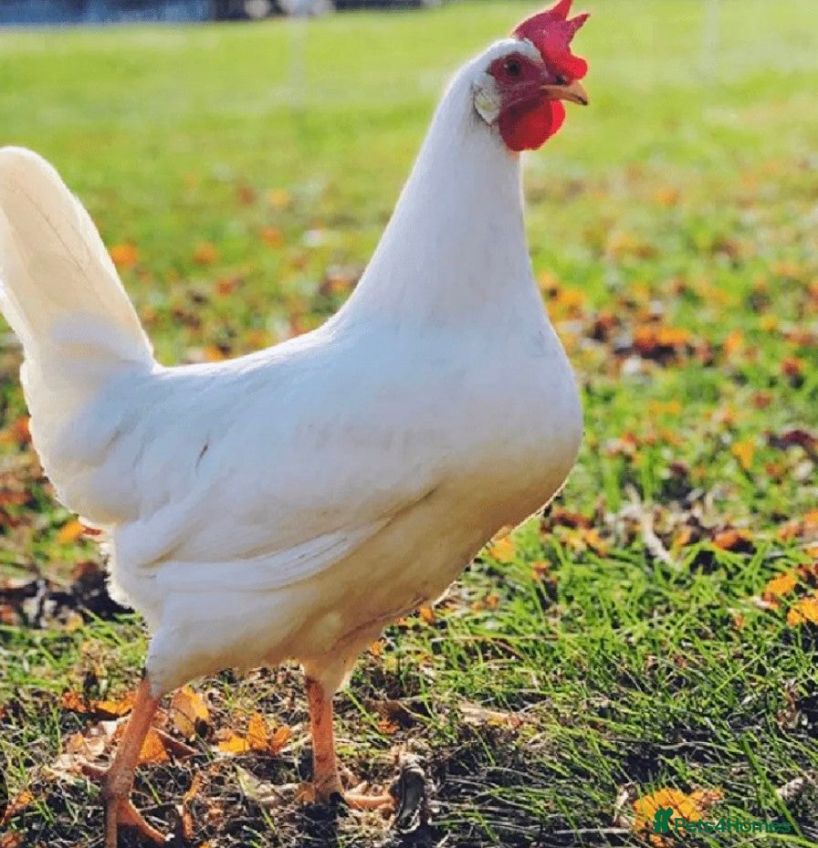 Chickens poultry for sale: Fertile leg horn eggs in Dorchester - Advert 1