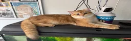 British Shorthair cats for sale: GCCF registered Chocolate Golden Kittens - Advert 3