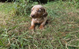 Dachshund dogs for sale: Stunning Dachshund Puppies - 2 Boys & 1 Girl - Image 5