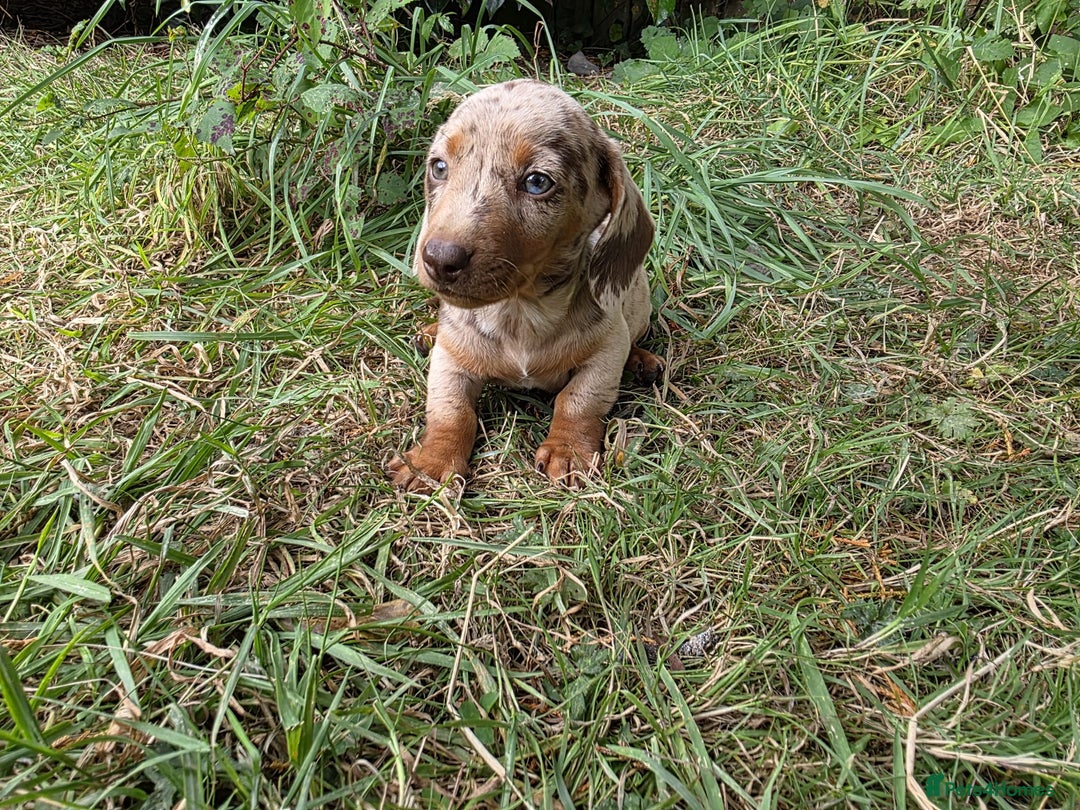 Dachshund dogs for sale: Stunning Dachshund Puppies - 2 Boys & 1 Girl - Image 5