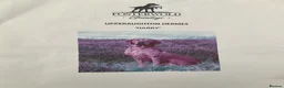 Labrador Retriever dogs for sale: KC registered Labrador pups for sale in Crook - Advert 2