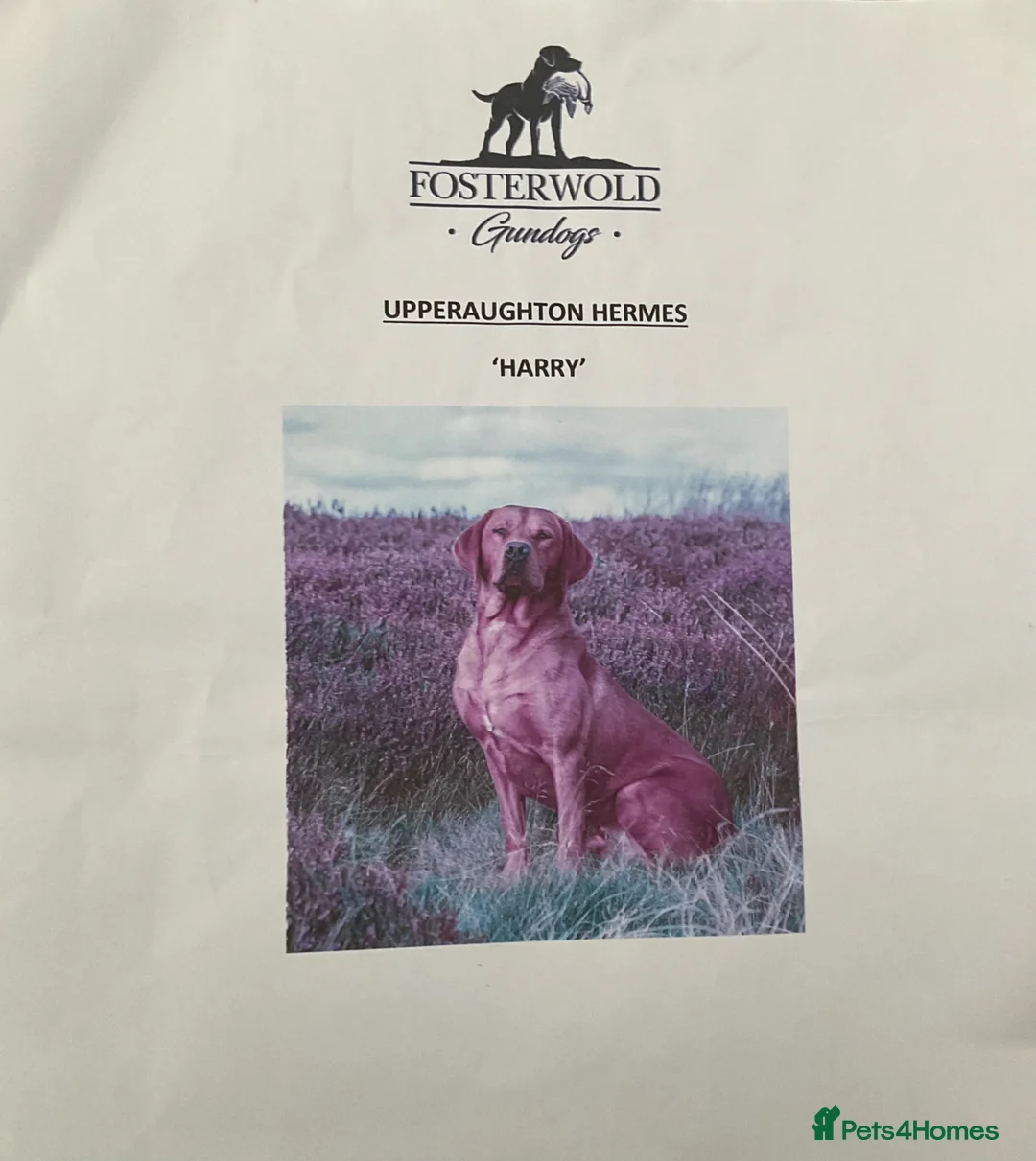 Labrador Retriever dogs for sale: KC registered Labrador pups for sale in Crook - Advert 2