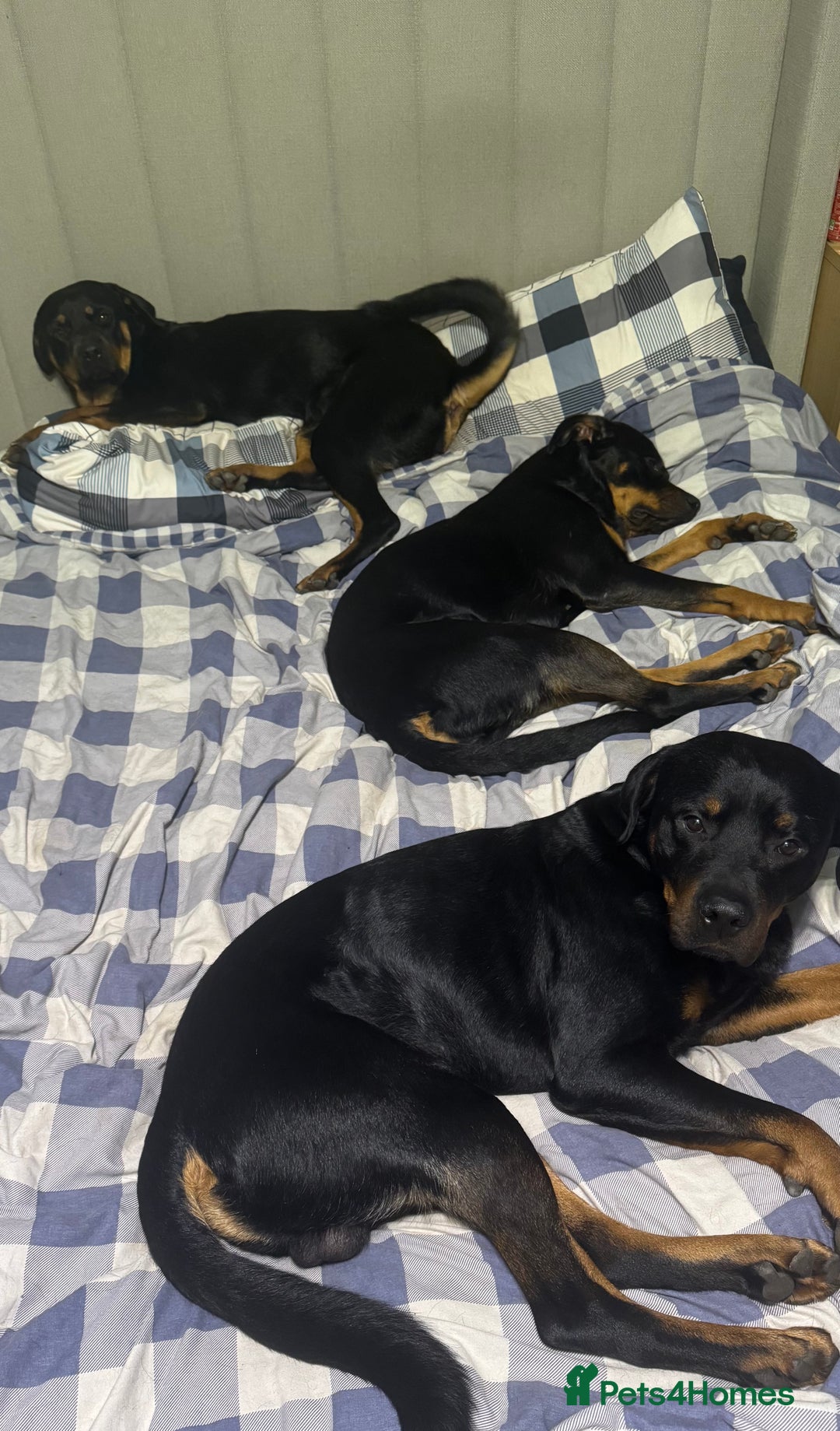Rottweiler dogs for sale: 7 Rottweiler puppies available to loving homes - Advert 6