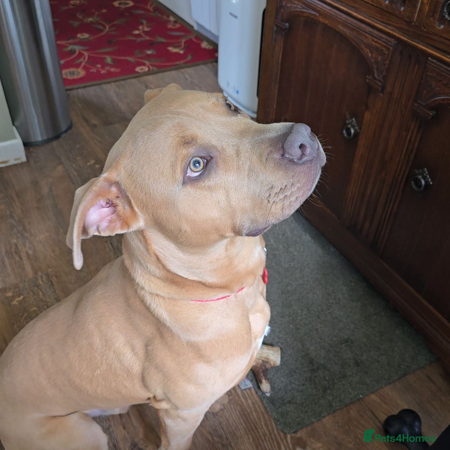 Mixed Breed dogs Ace The loveable Staffador - Advert 2
