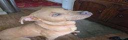 Mixed Breed dogs for sale: Ace The loveable Staffador - Advert 2