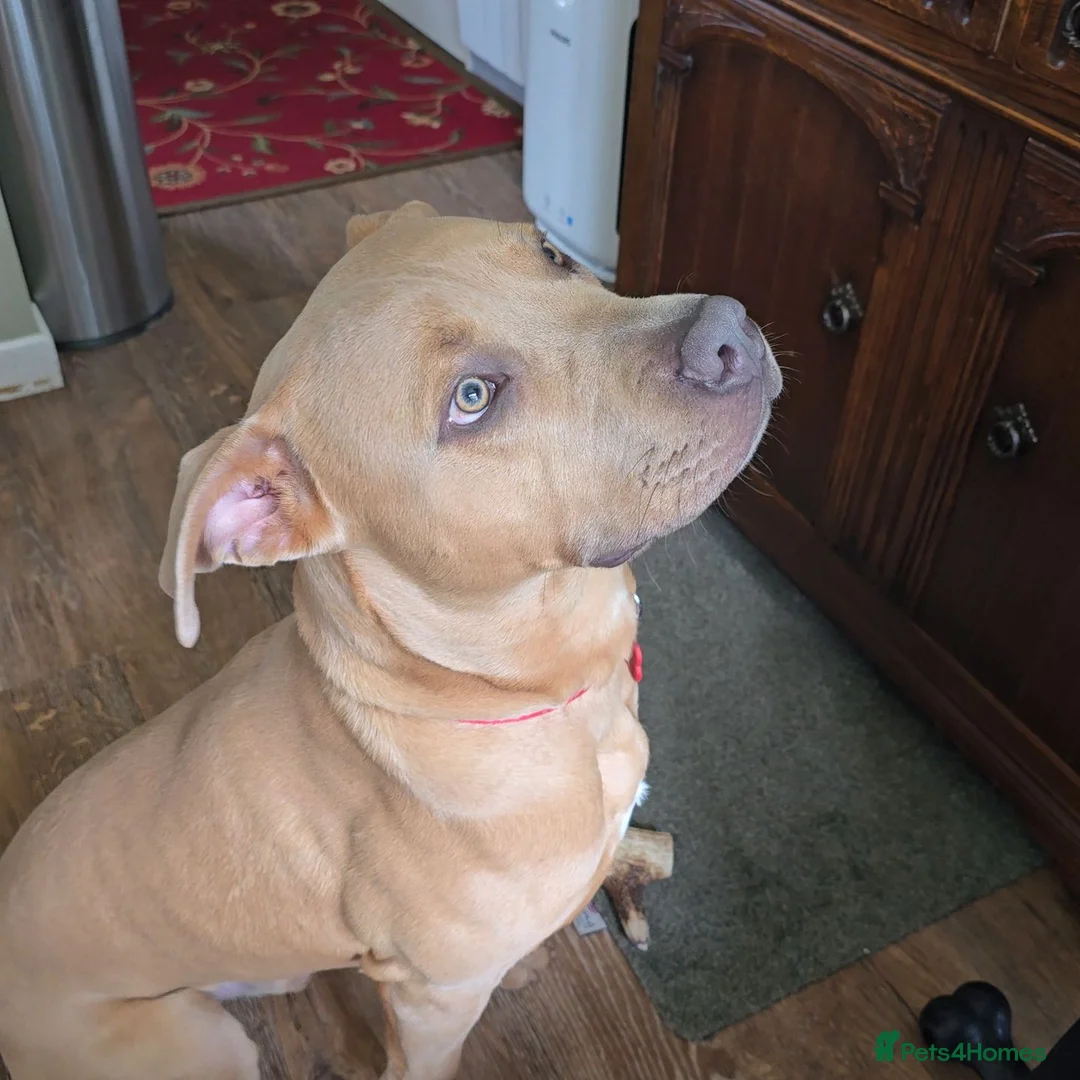 Mixed Breed dogs for sale: Ace The loveable Staffador - Advert 2