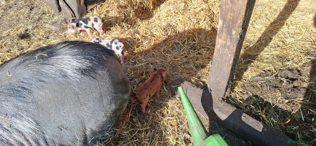 Pig livestock for sale: Kunekune piglets - Advert 5
