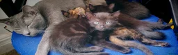 Mixed Breed cats for sale: 5 beautiful mixed kittens looking for home in Market Drayton - Advert 7