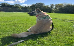 Mixed Breed dogs for sale: German Shepherd x Akita puppies - 4 females left - Advert 4