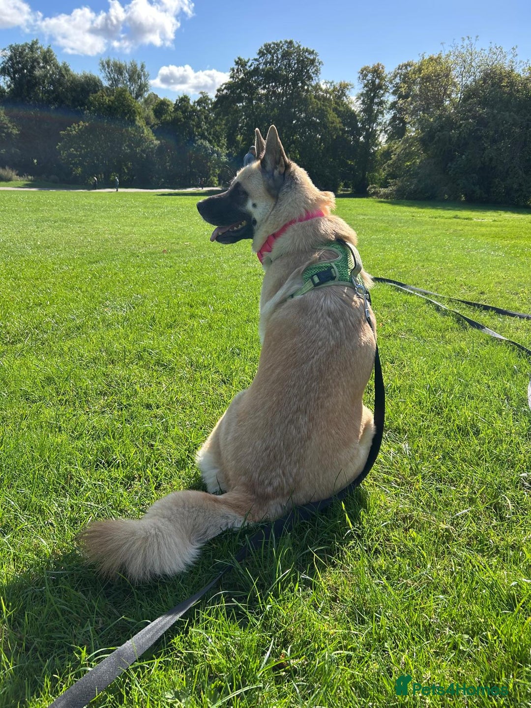 Mixed Breed dogs for sale: German Shepherd x Akita puppies - 4 females left - Advert 4