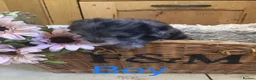 Jackapoo dogs for sale: Mr steven wilson - Advert 10