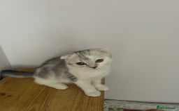 Scottish Fold cats for sale: Beautiful Scottish fold baby’s  in Reading - Image 30