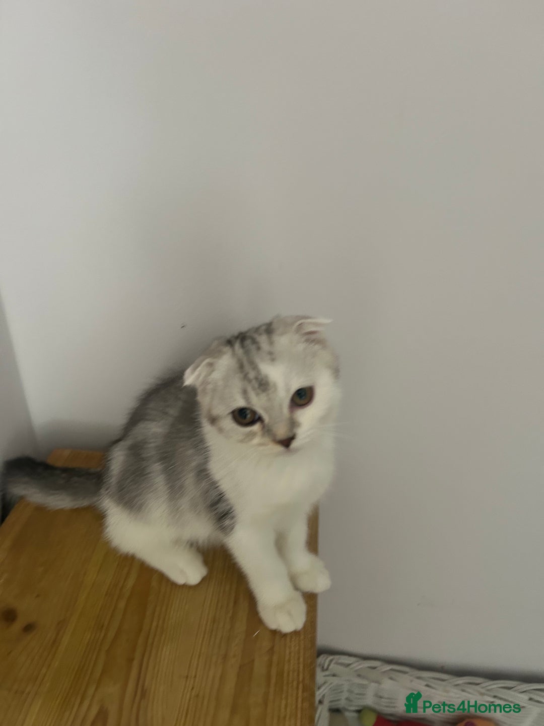 Scottish Fold cats for sale: Beautiful Scottish fold baby’s  in Reading - Image 30