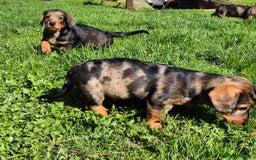 Mixed Breed dogs for sale: Wire Haired Daschund x Rottweiler  - Image 5