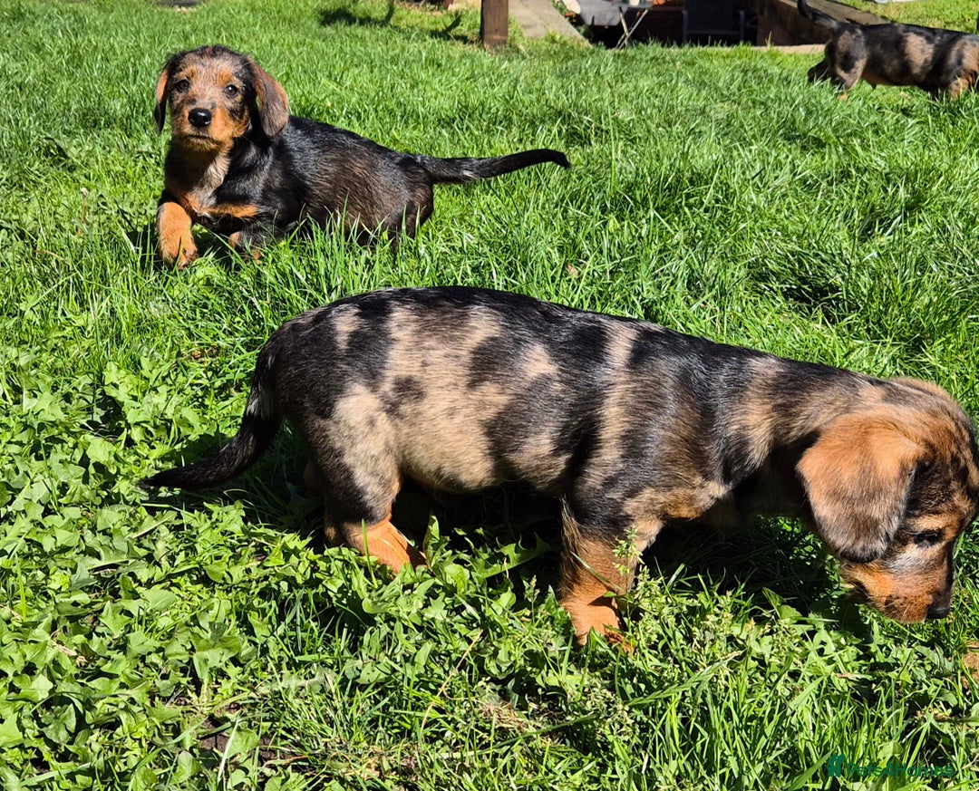 Mixed Breed dogs for sale: Wire Haired Daschund x Rottweiler  - Image 5