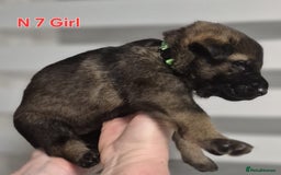 German Shepherd dogs for sale: German Shepherd puppies  - Advert 23