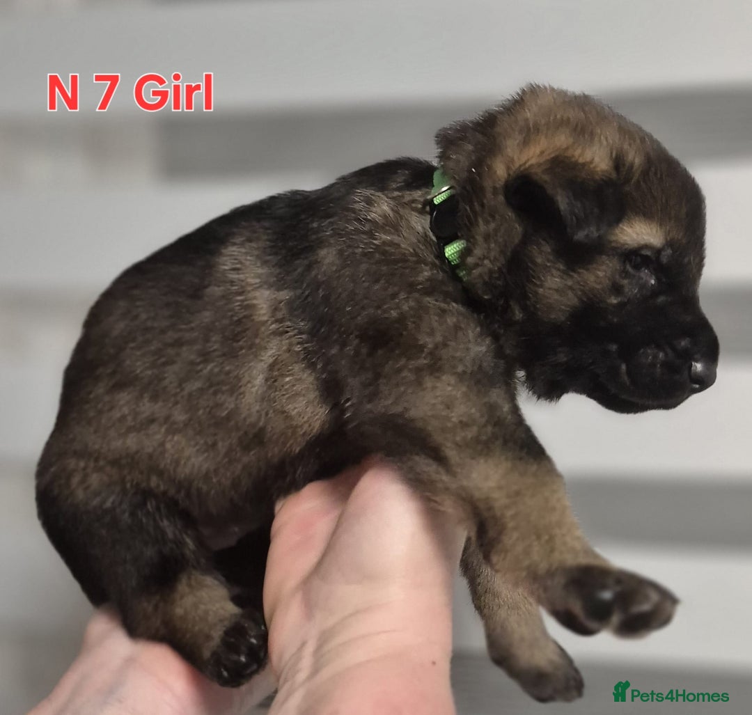 German Shepherd dogs for sale: German Shepherd puppies  - Advert 23