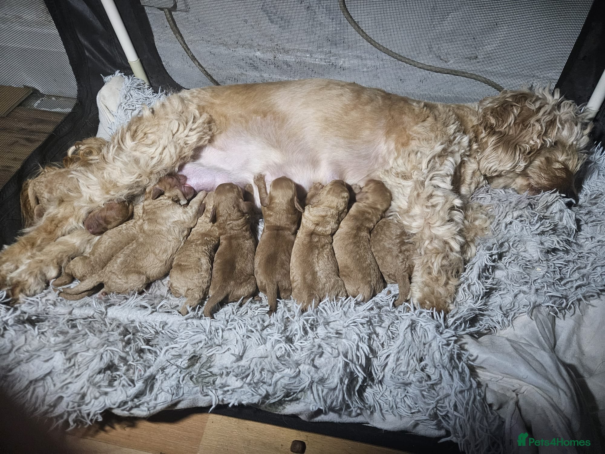 Cockapoo dogs Litter Cockapoo  - Advert 13
