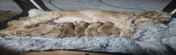 Cockapoo dogs for sale: Litter Cockapoo  in Maidenhead - Advert 1