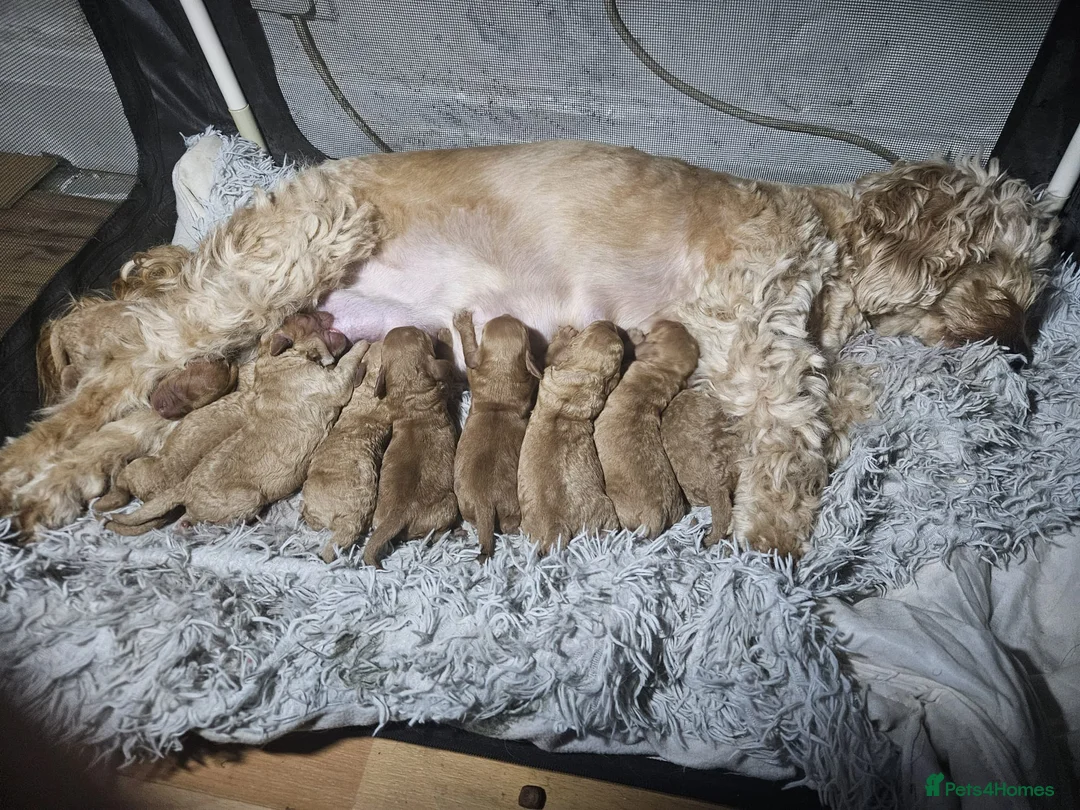 Cockapoo dogs for sale: Litter Cockapoo  in Maidenhead - Advert 1