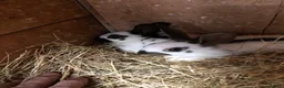 English Spot rabbits for sale: English spot rabbits  - Advert 3