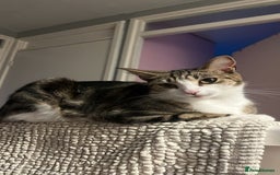 Domestic Shorthair cats for sale: tabby kittens for sale - Image 15