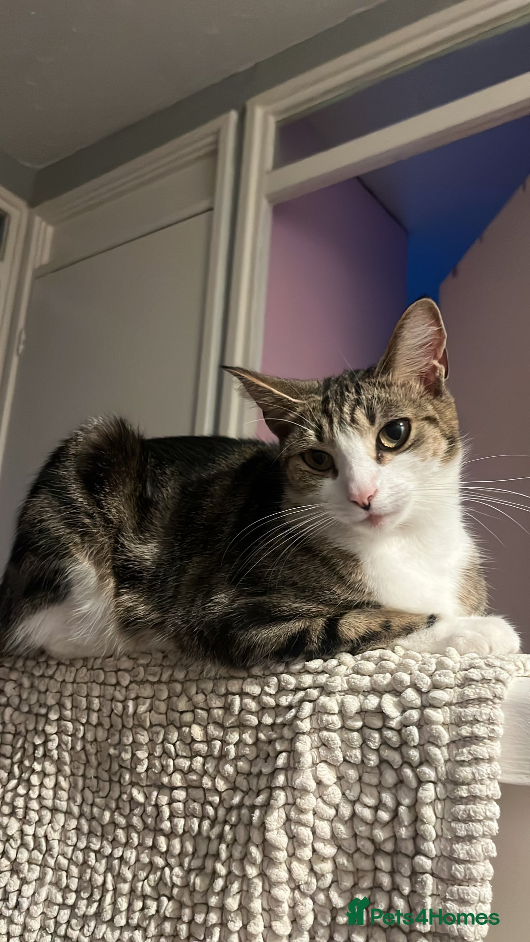 Domestic Shorthair cats for sale: tabby kittens for sale - Image 15