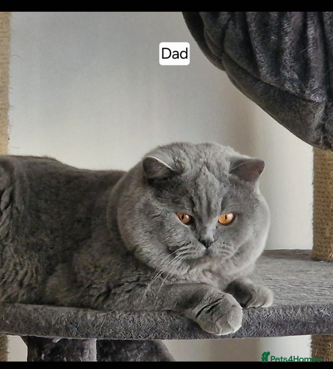British Shorthair cats for sale: Tica Registered Blue British Shorthair kittens - Image 38